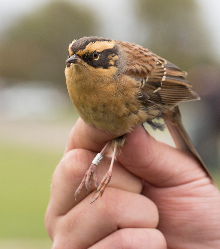 Siberian Accentor (Prunella montanella)