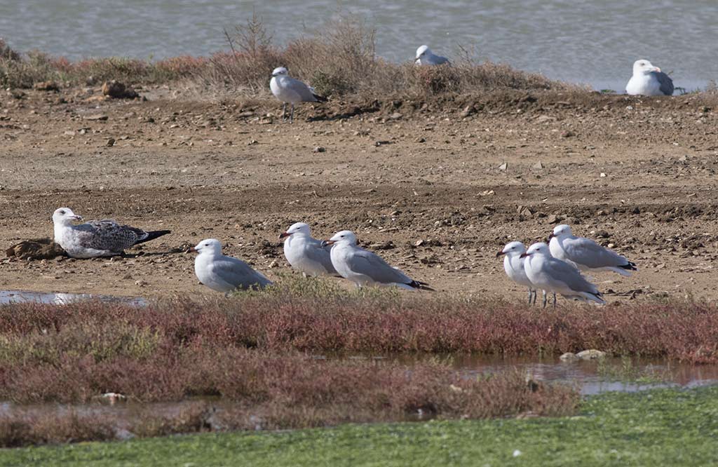 Audouins Gull (Ichthyaetus audouinii)