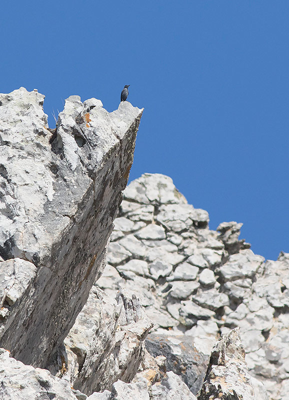 Blue Rock Thrush (Monticola solitarius)