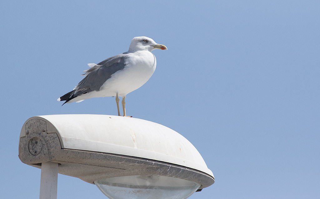  Yellow-legged Gull (Larus michahellis)