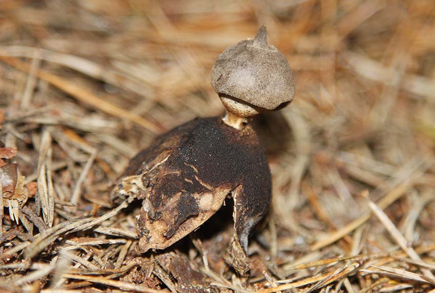 Strv jordstjrna (Geastrum berkeleyi)