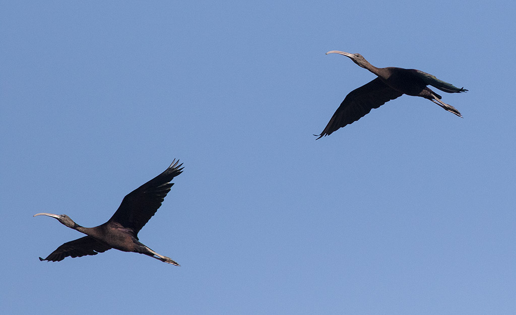 Glossy Ibis (Plegadis falcinellus)