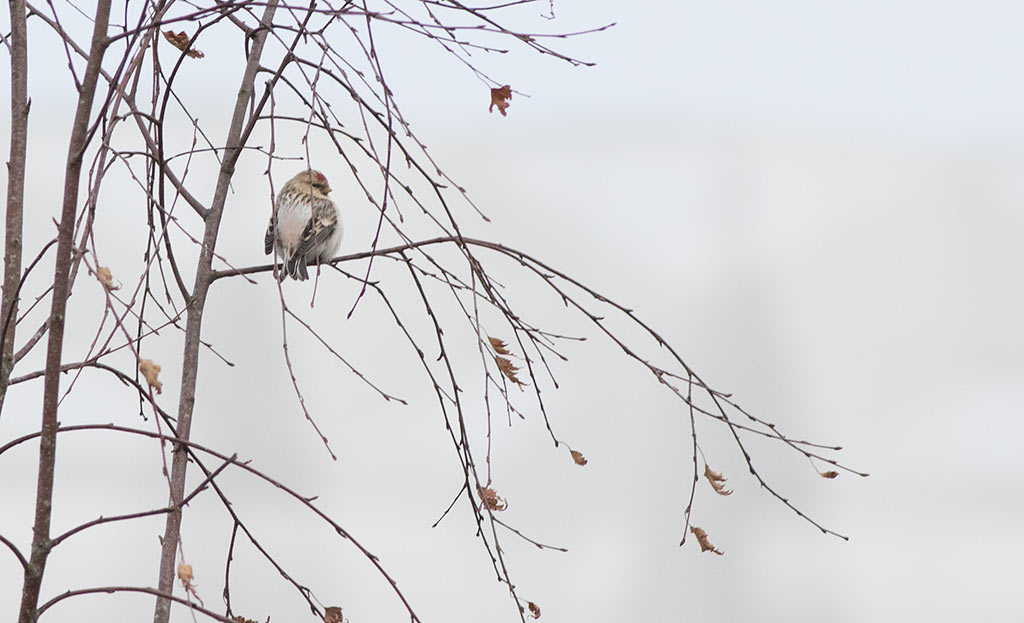 Arctic Redpoll (Acanthis hornemanni)