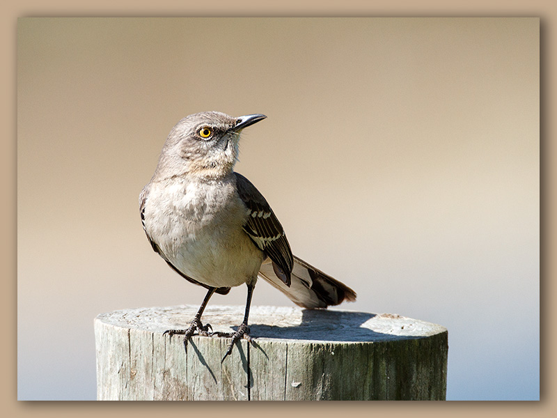 Northern Mockingbird/Moqueur polyglotte, Fl.  2/2