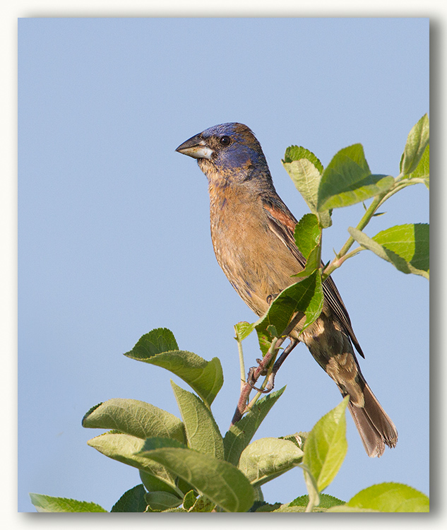 Blue Grosbeak, 1st year/Guiraca bleu, premier t, Qc.