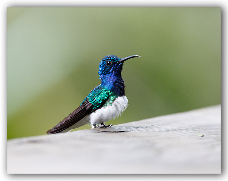 Jacobin Hummingbird/Colibri jacobin