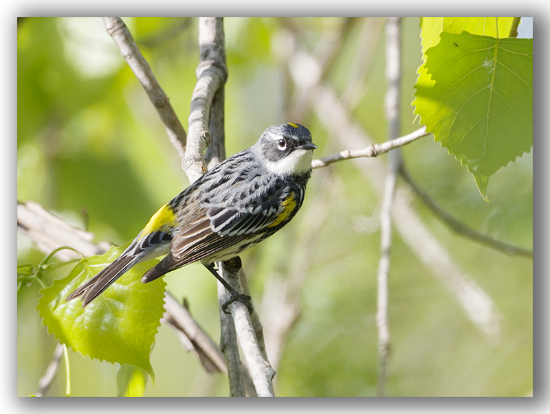 Yellow Rumped Warbler/Paruline  croupion jaune 1/2