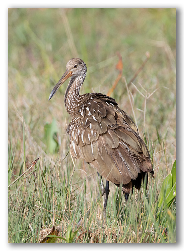 Limpkin/Courlan brun