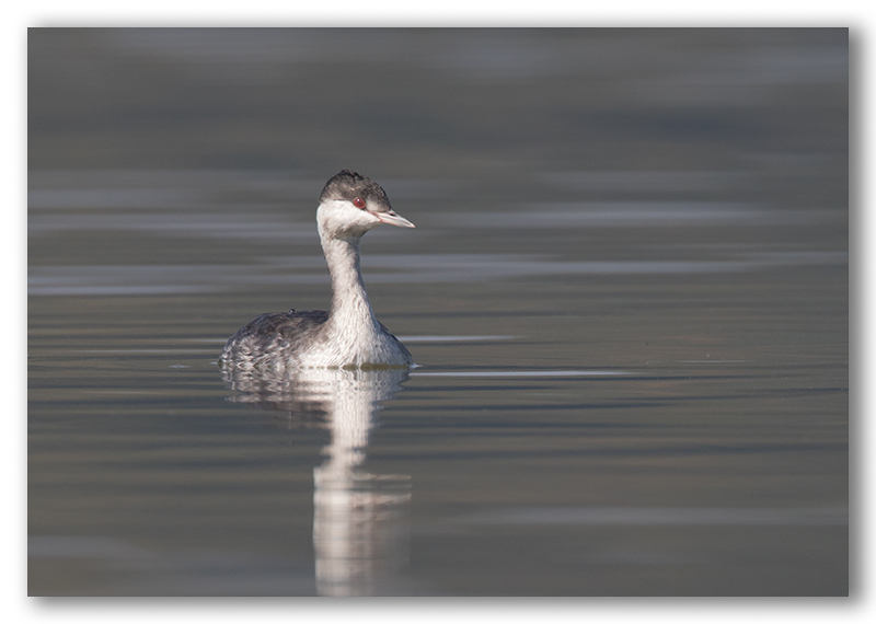 Horned Grebe/Grbe Esclavon internuptial