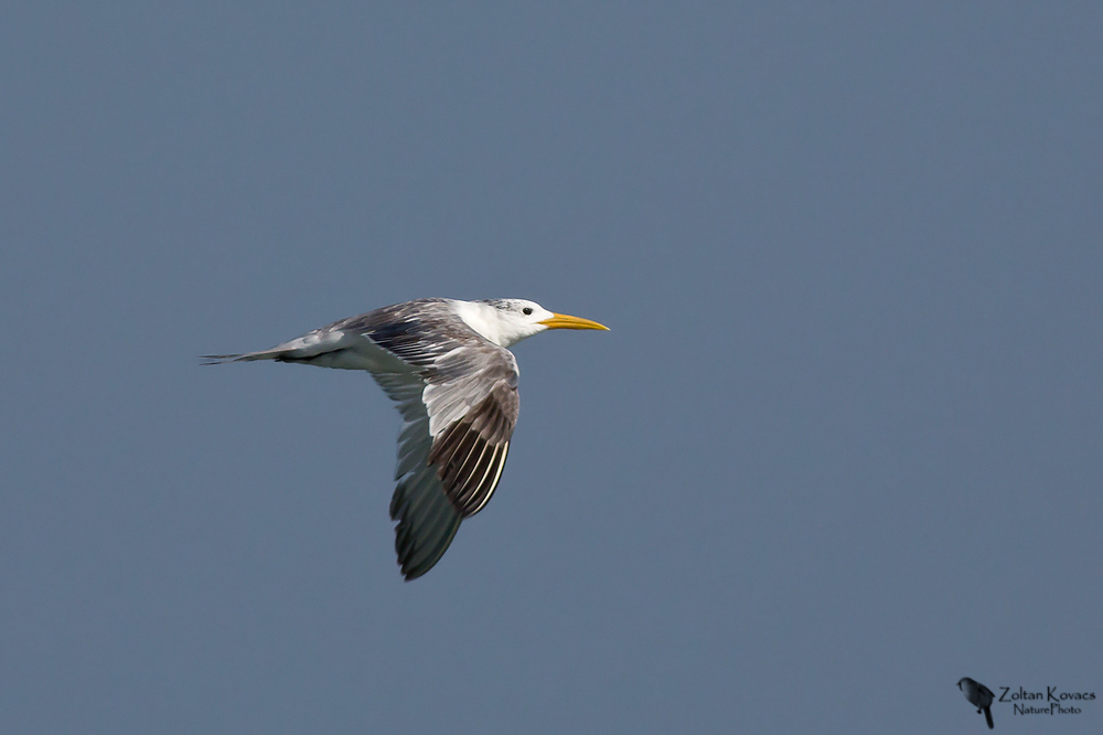  Swift Tern (Thalasseus bergii)