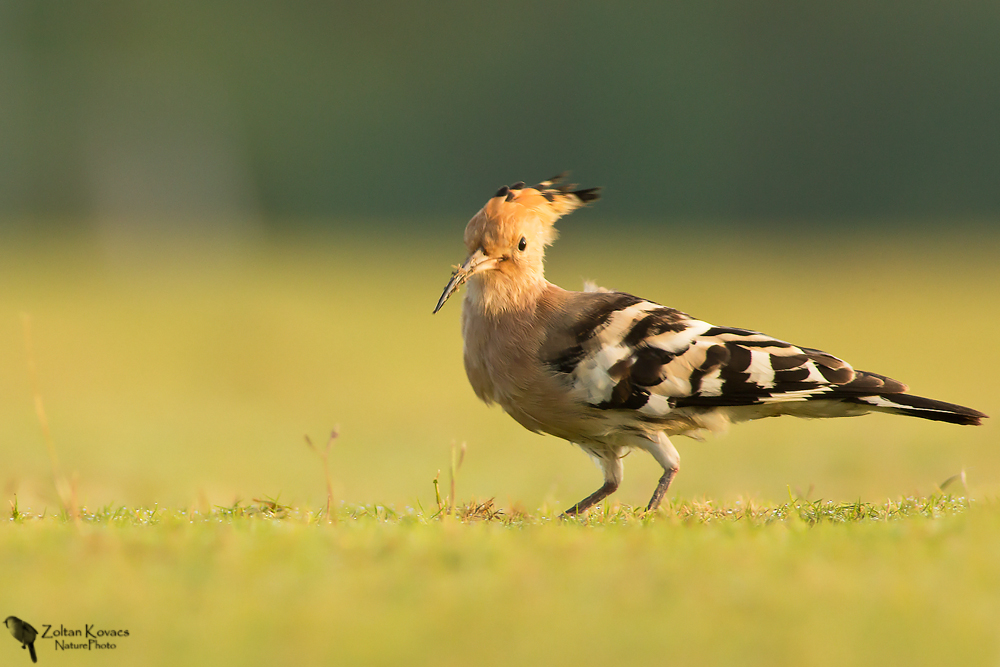 Hoopoe(Upupa epops )