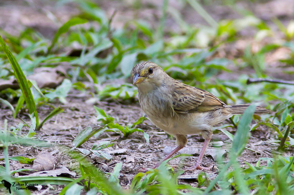 Yellow-browed sparrow (Ammodramus aurifrons)