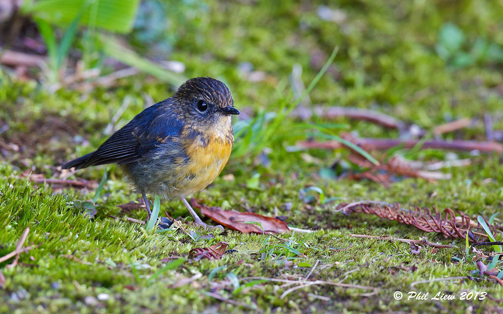 Snowy browed Flycatcher - Sub adult Male