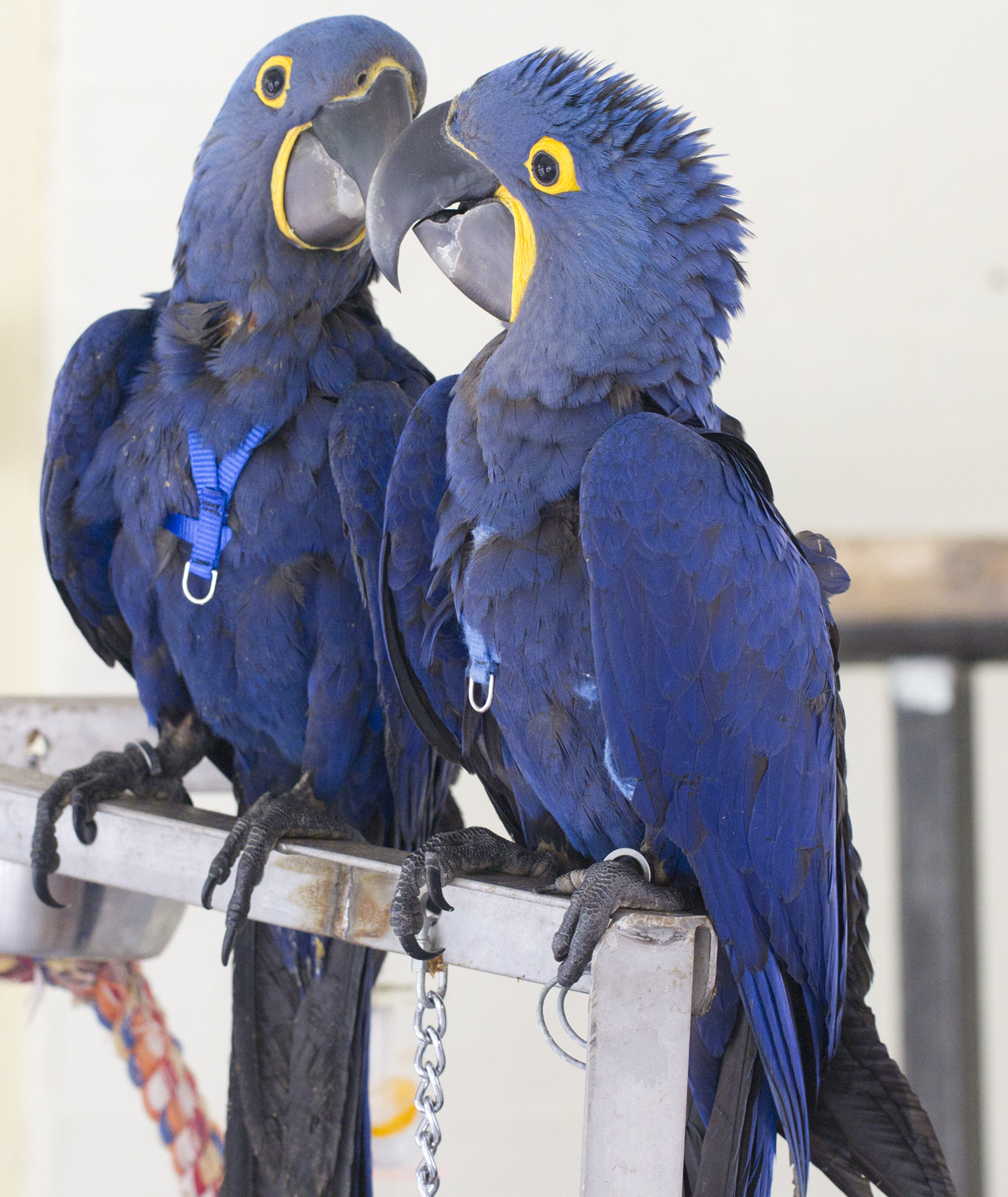 Bono & King Hyacint macaws