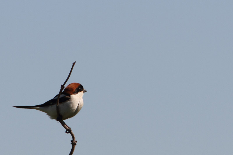 Lanius senator - Woodchat Shrike