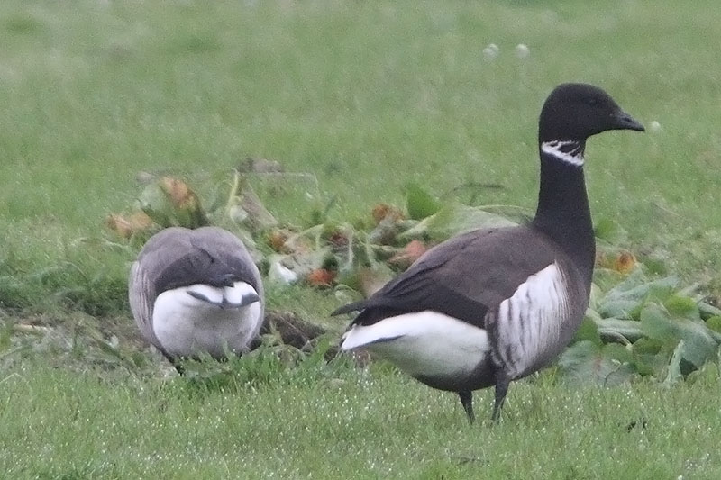 Zwarte Rotgans