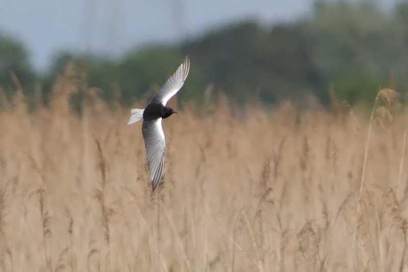 Chlidonias leucopterus - White-winged Black Tern