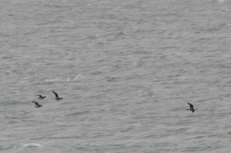 Clangula hyemalis - Long-tailed Duck