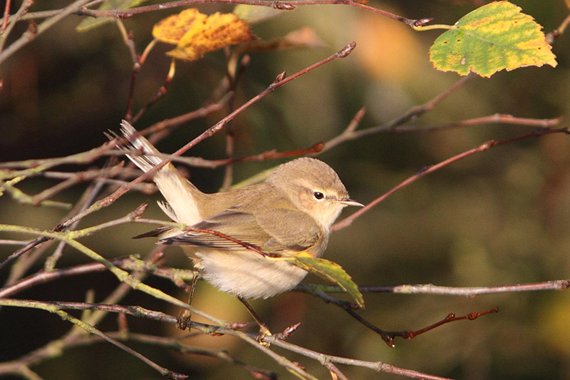 Phylloscopus tristis - Siberian Chiffchaff  