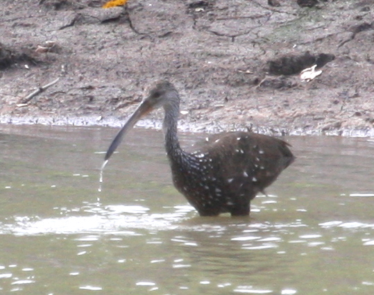 Limpkin 01