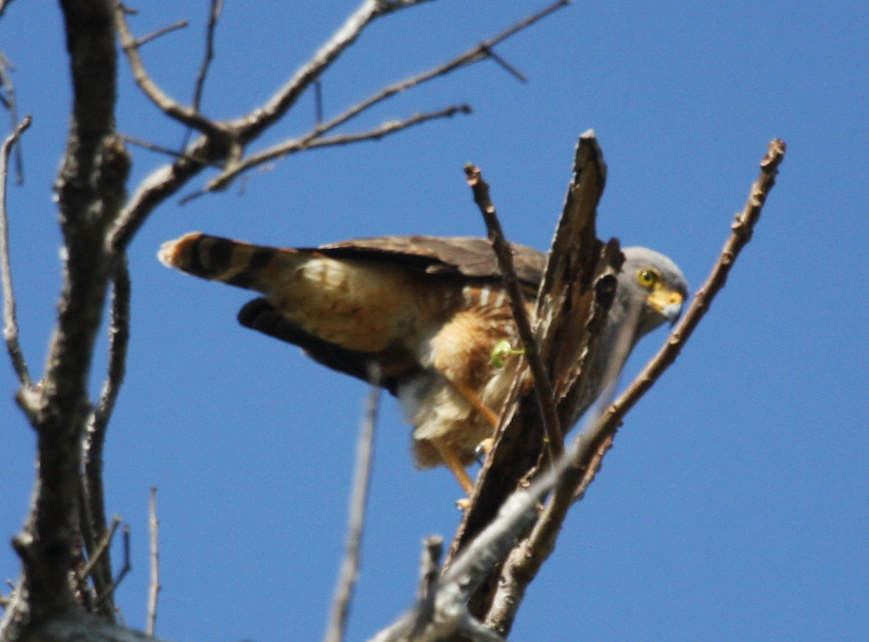 Roadside Hawk 01