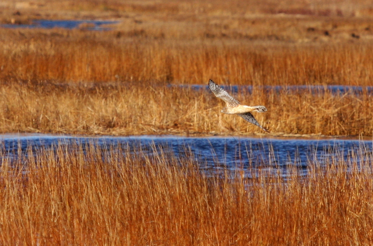 Northern Harrier 03