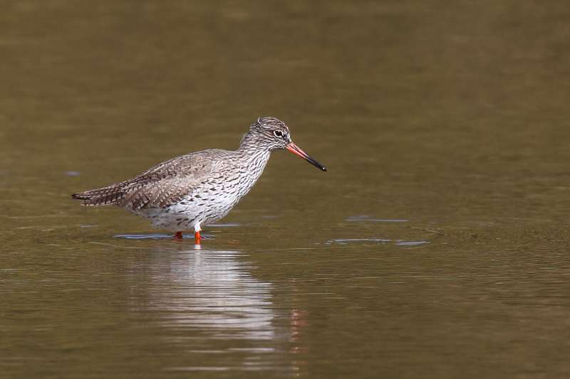 Common Redshank (Tureluur)