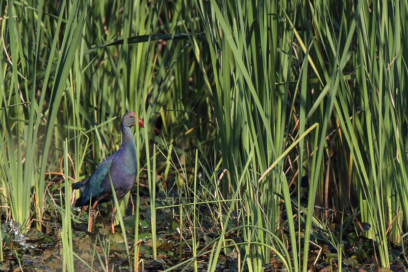 Grey-headed Swamphen (Grijskoppurperkoet)