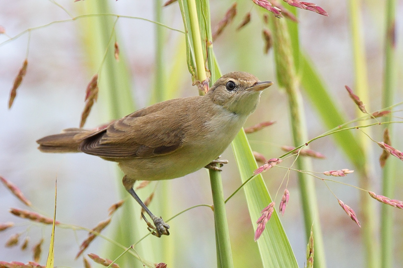 Reed Warbler (Kleine Karekiet)