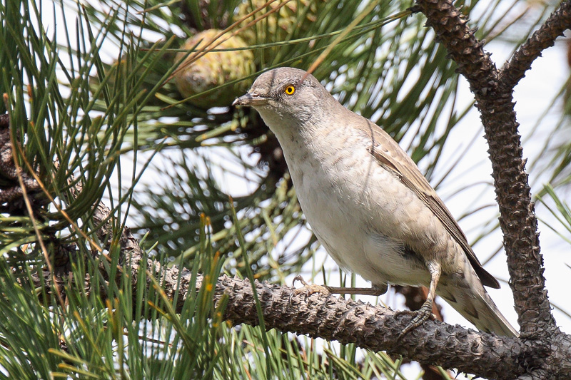 Barred Warbler (Sperwergrasmus)