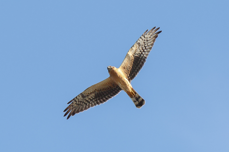 Pallid Harrier (Steppekiekendief)