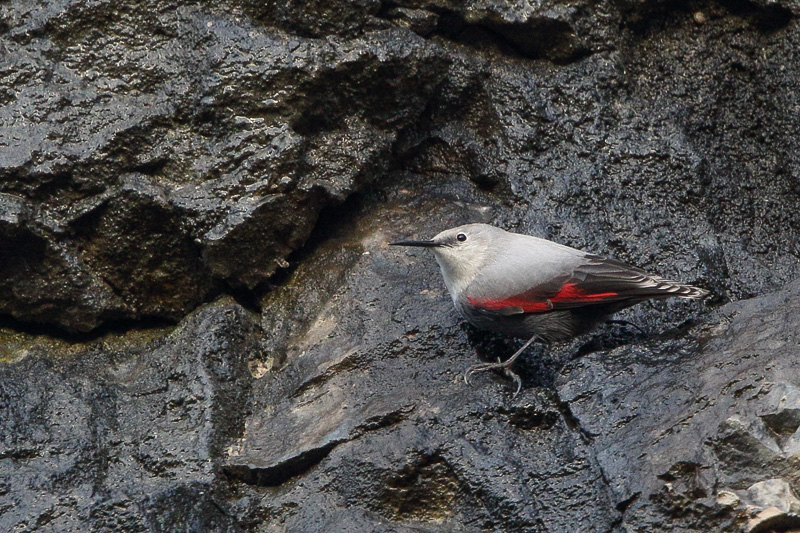 Wallcreeper (Rotskruiper)