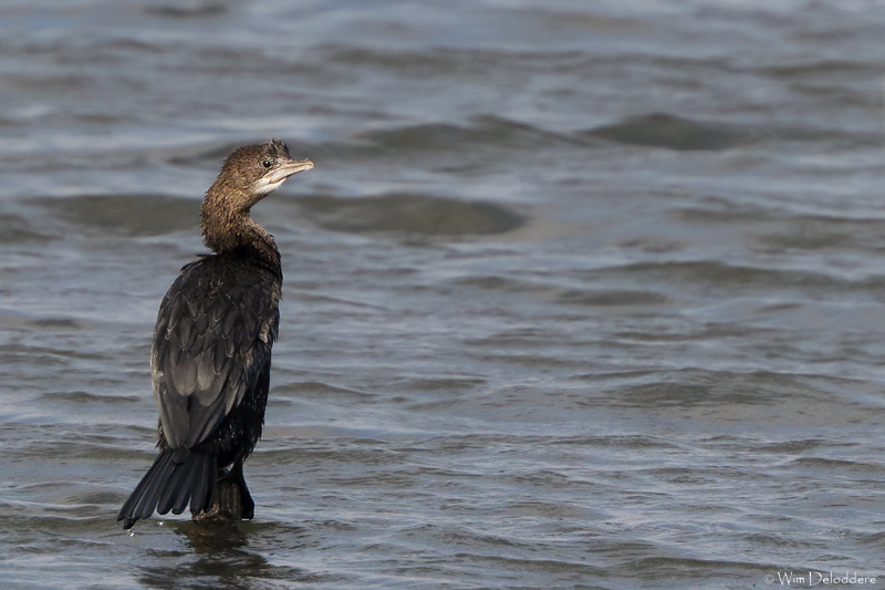 Pygmy Cormorant (Dwergaalscholver)