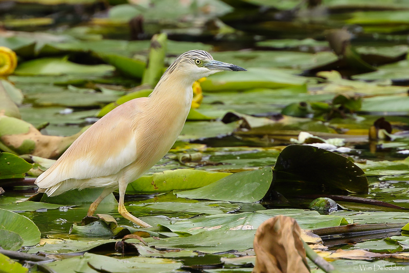 Squacco heron (Ralreiger)