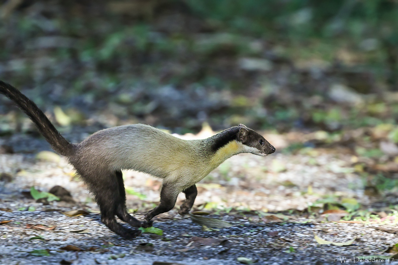 Yellow-throated marten (Geelkeelmarter)