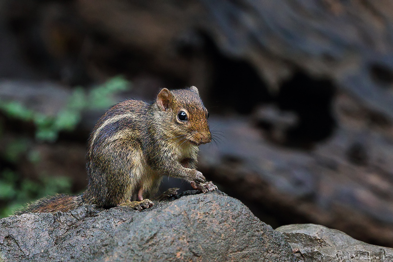 Indochinese ground squirrel 