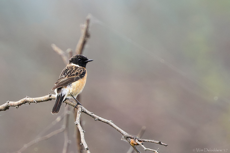 Stejnegers stonechat (Stejnegers roodborsttapuit)