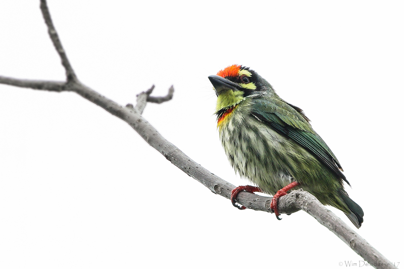 Coppersmith barbet (Kopersmid)