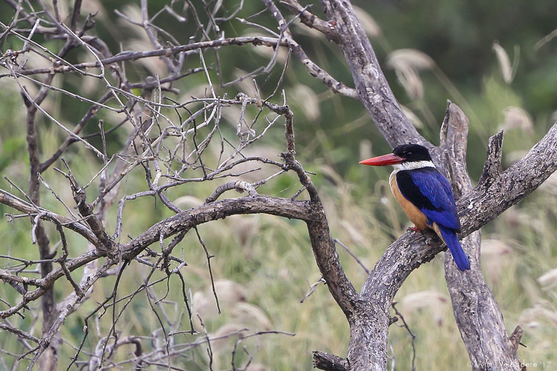 Black-capped kingfisher (Zwartkapijsvogel)