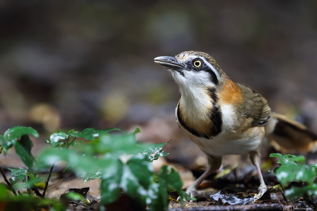 Lesser necklaced laughingthrush (Witbeflijstergaai) 