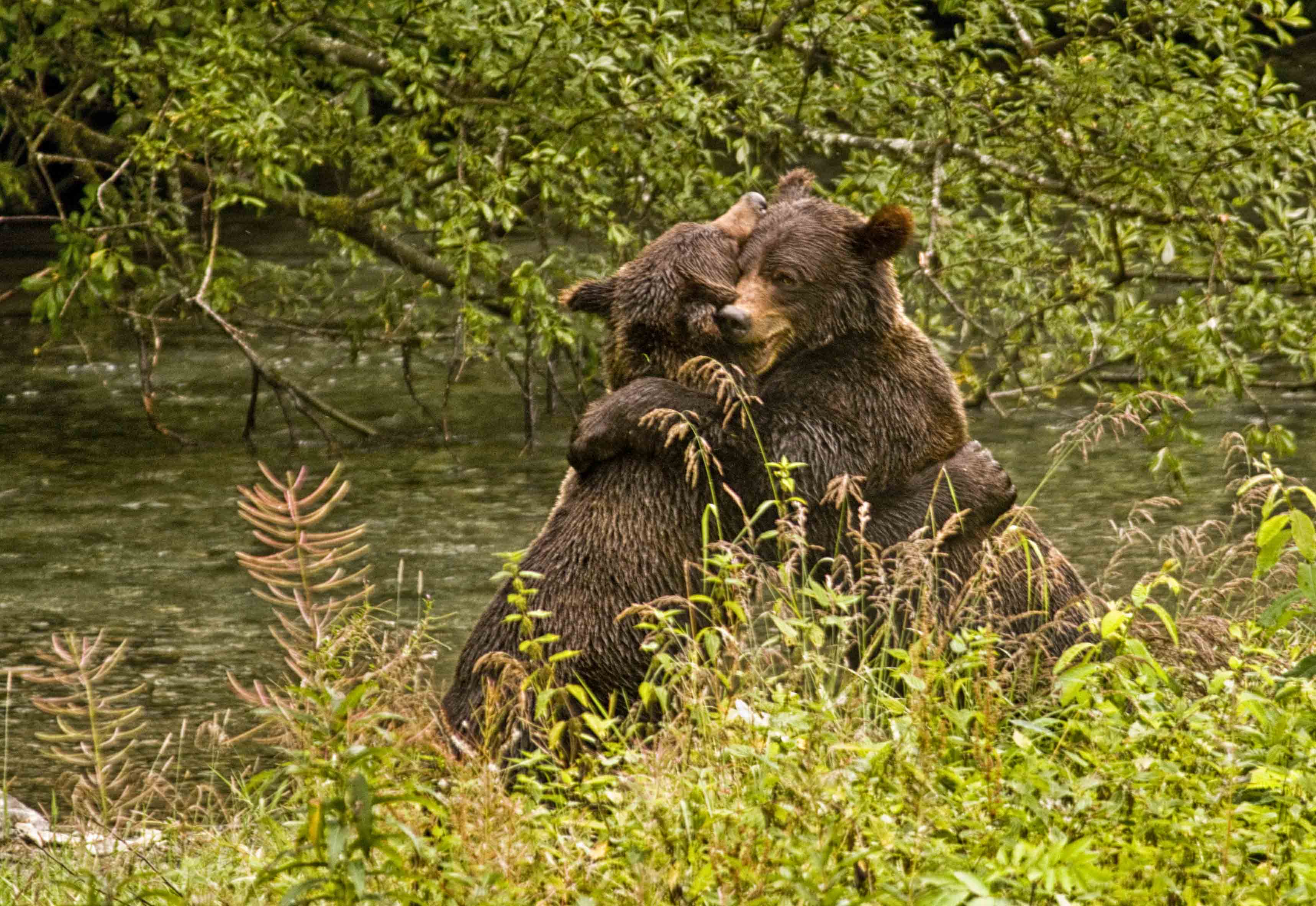 loving bears S.jpg