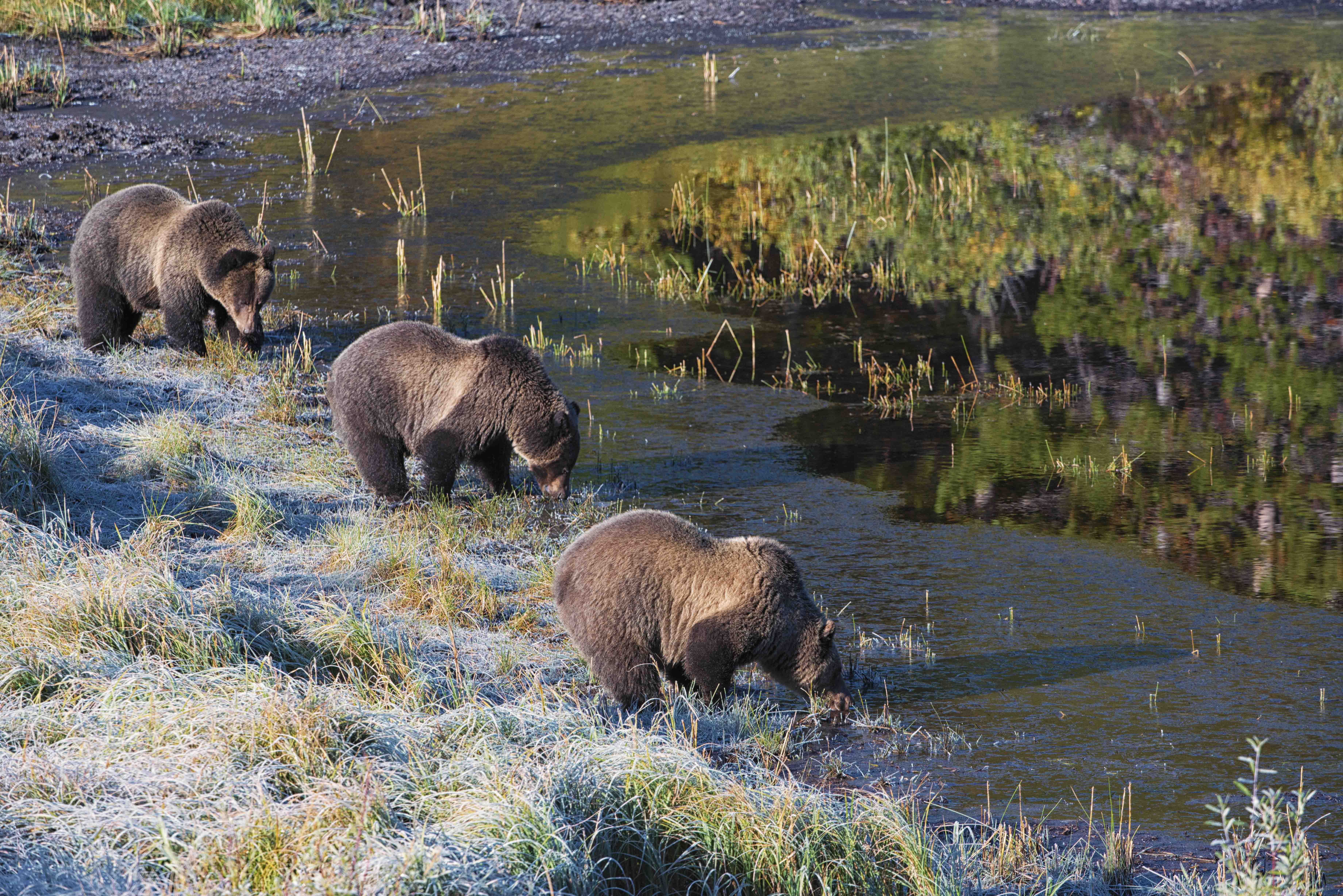 Grizzlies enjoying cool drink