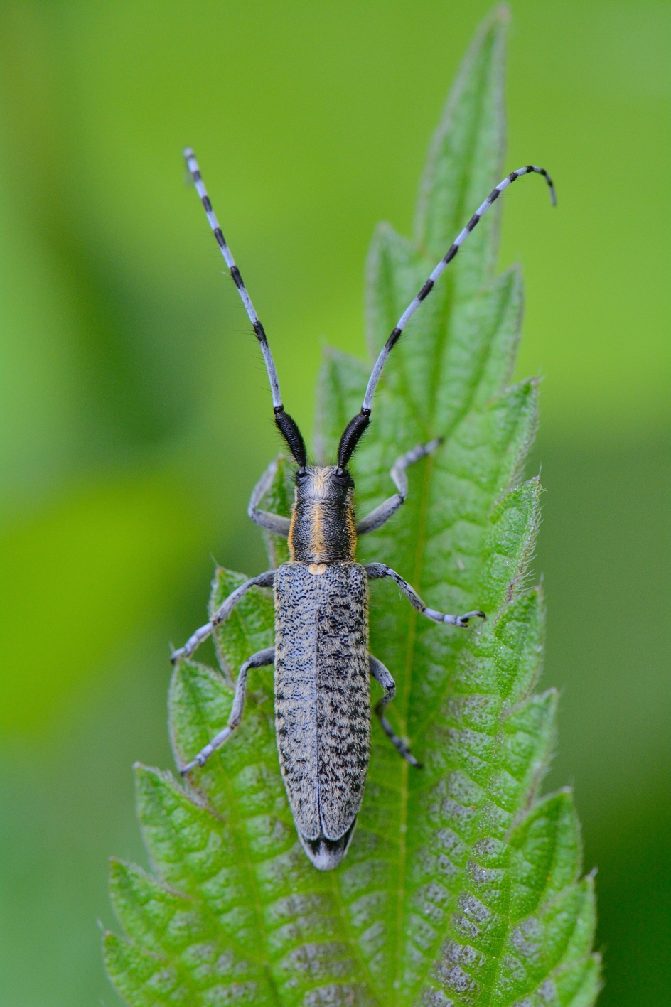 Distelboktor