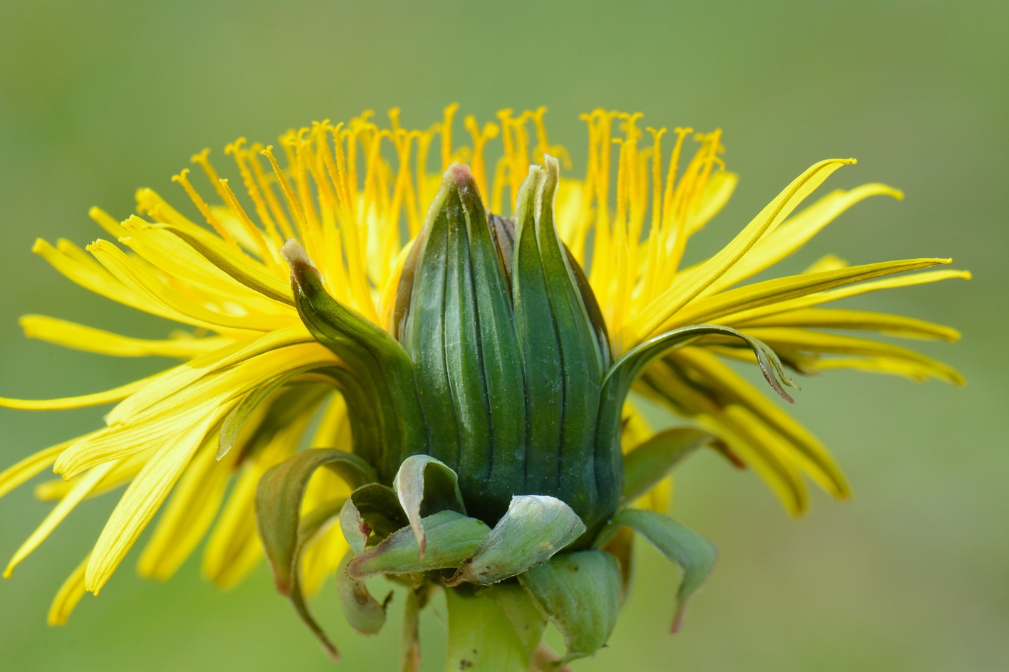 Paardenbloem