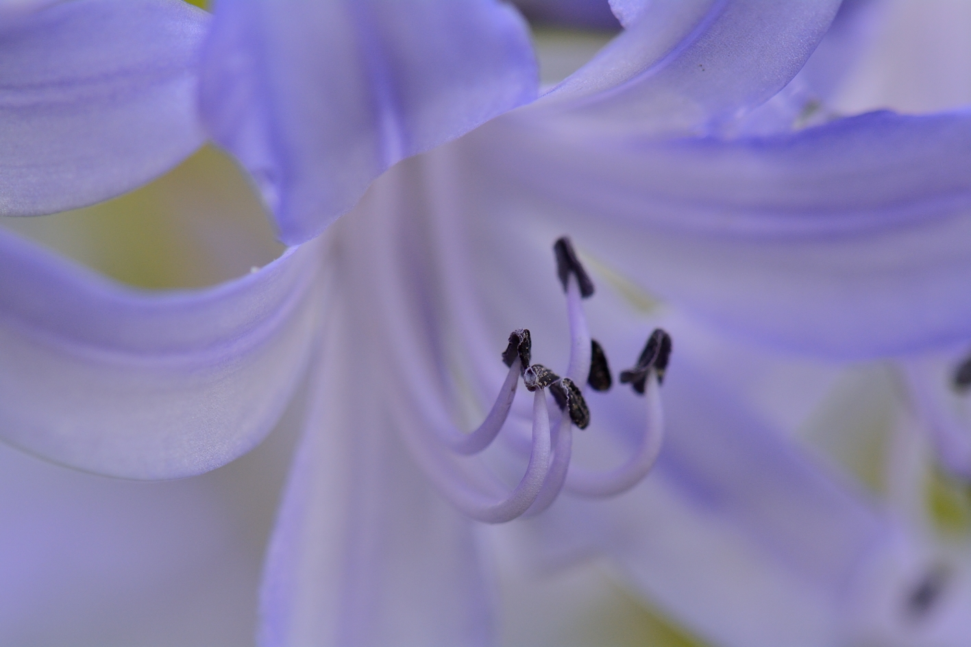 Agapanthus