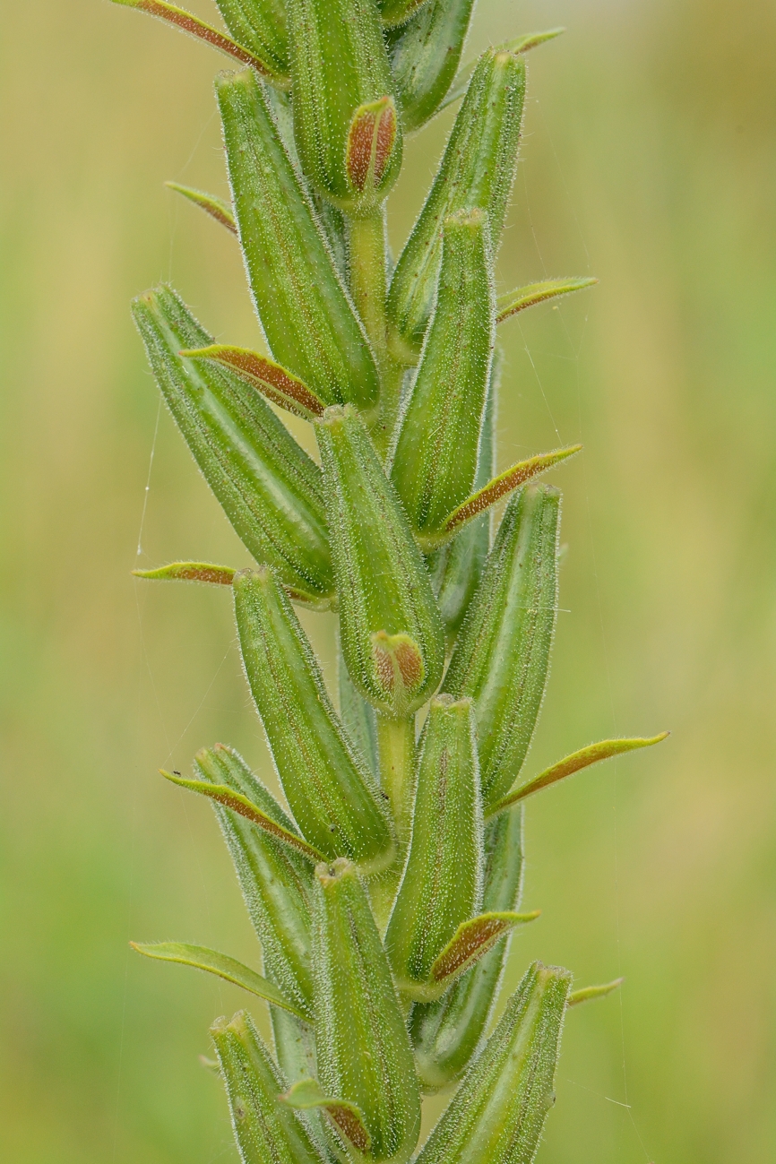 Teunisbloem