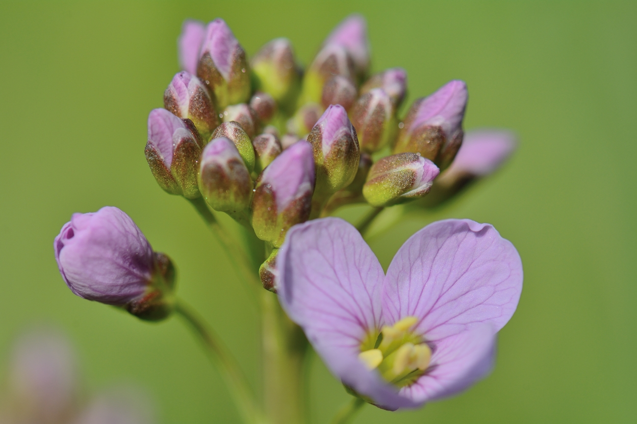 Pinksterbloem