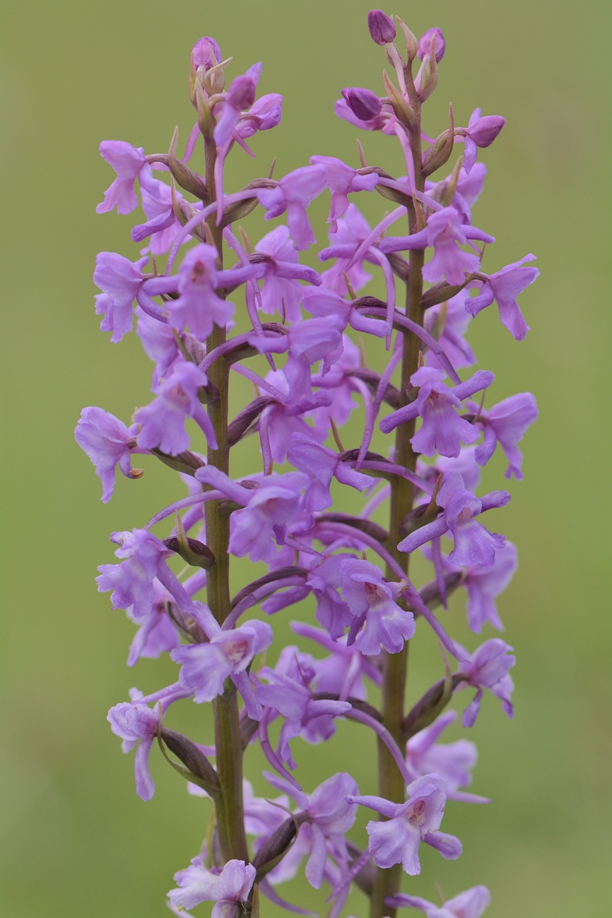 Grote muggenorchis