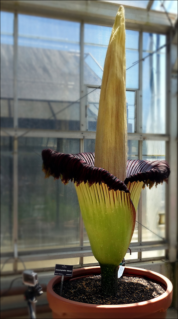 Amorphophallus tatanum