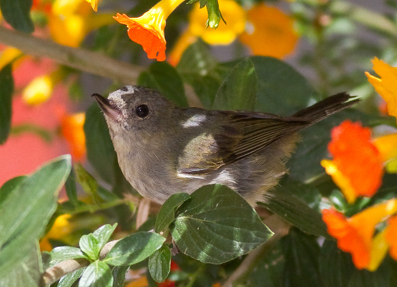 Slaty Flower-piercer